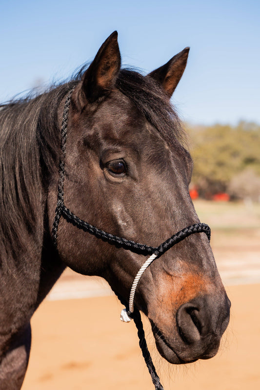 Brown horse with a halter standing on a dirt path with trees in the background