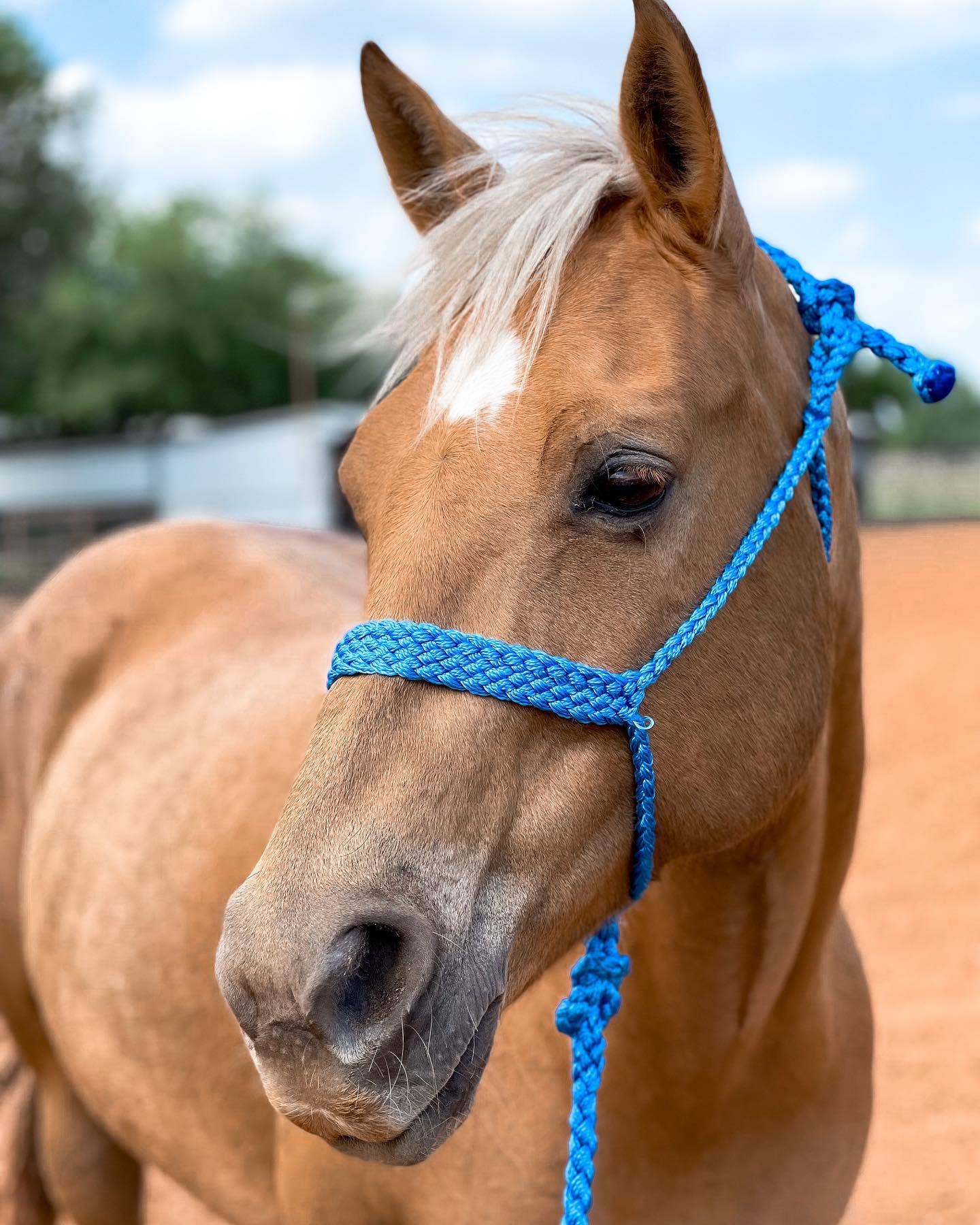 Mule Tape Rope Halter with Removable 10ft Lead