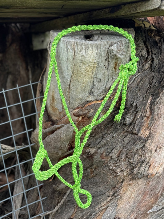 Radioactive Halter and lead rope