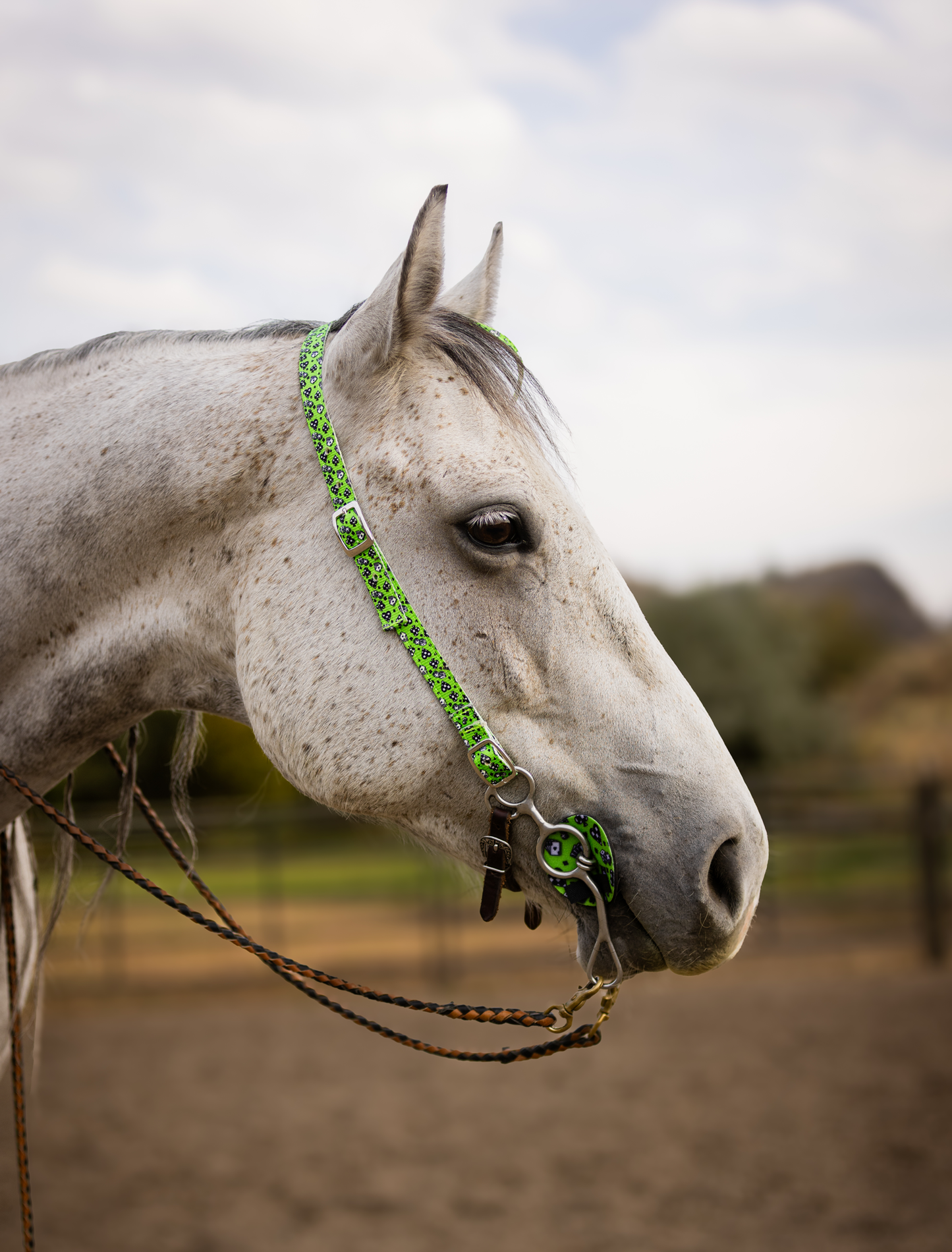 Nylon One Ear Bridle| 3/4 inch