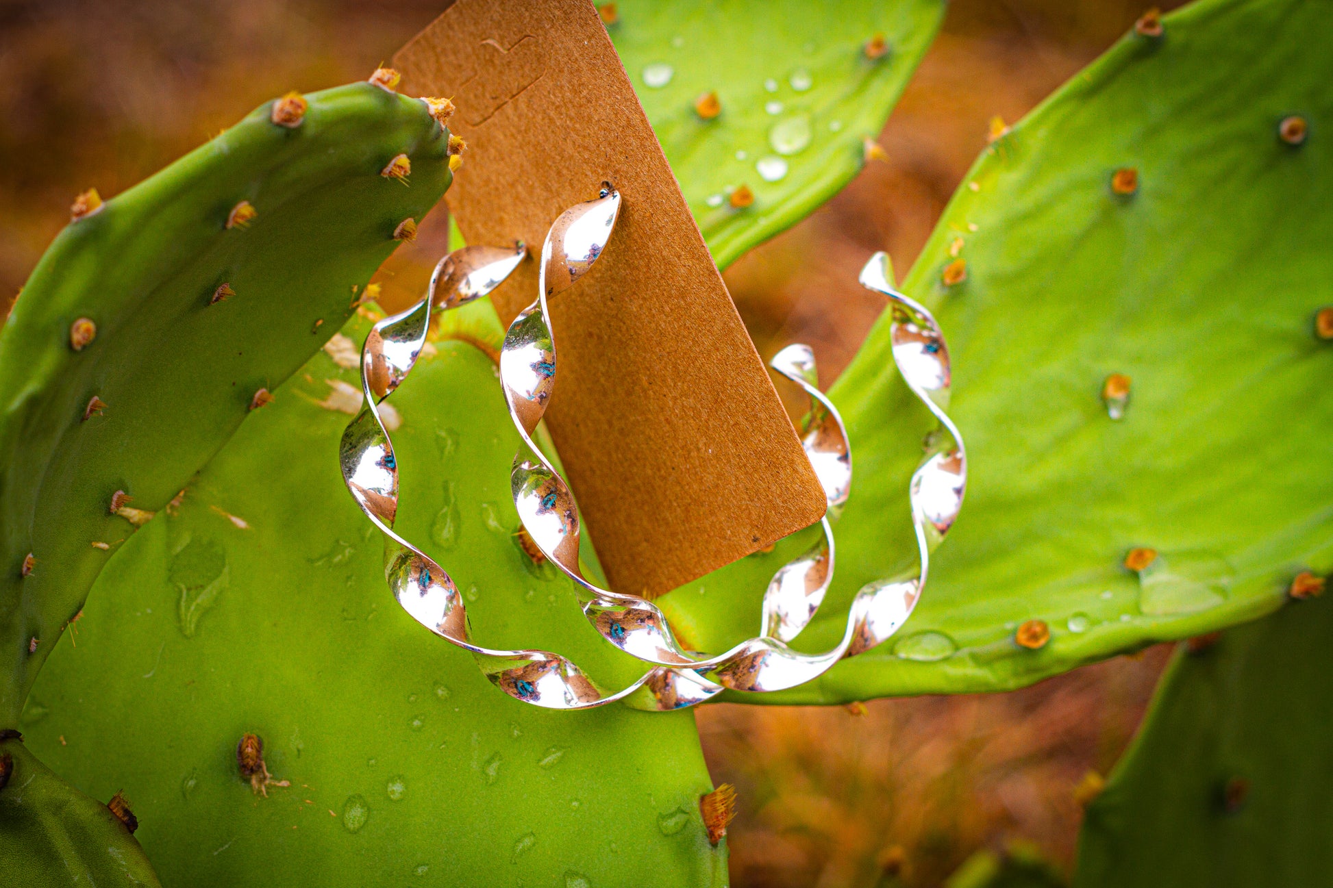 Silver hoop earrings on a cactus leaf with water droplets.