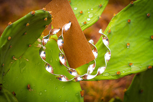 Silver hoop earrings on a cactus leaf with water droplets.