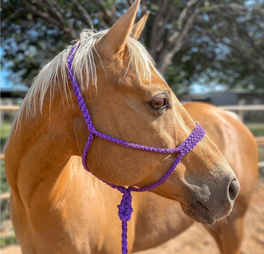 Purple braided mule tape rope halter on a palomino horse | bar3H Equine Australia