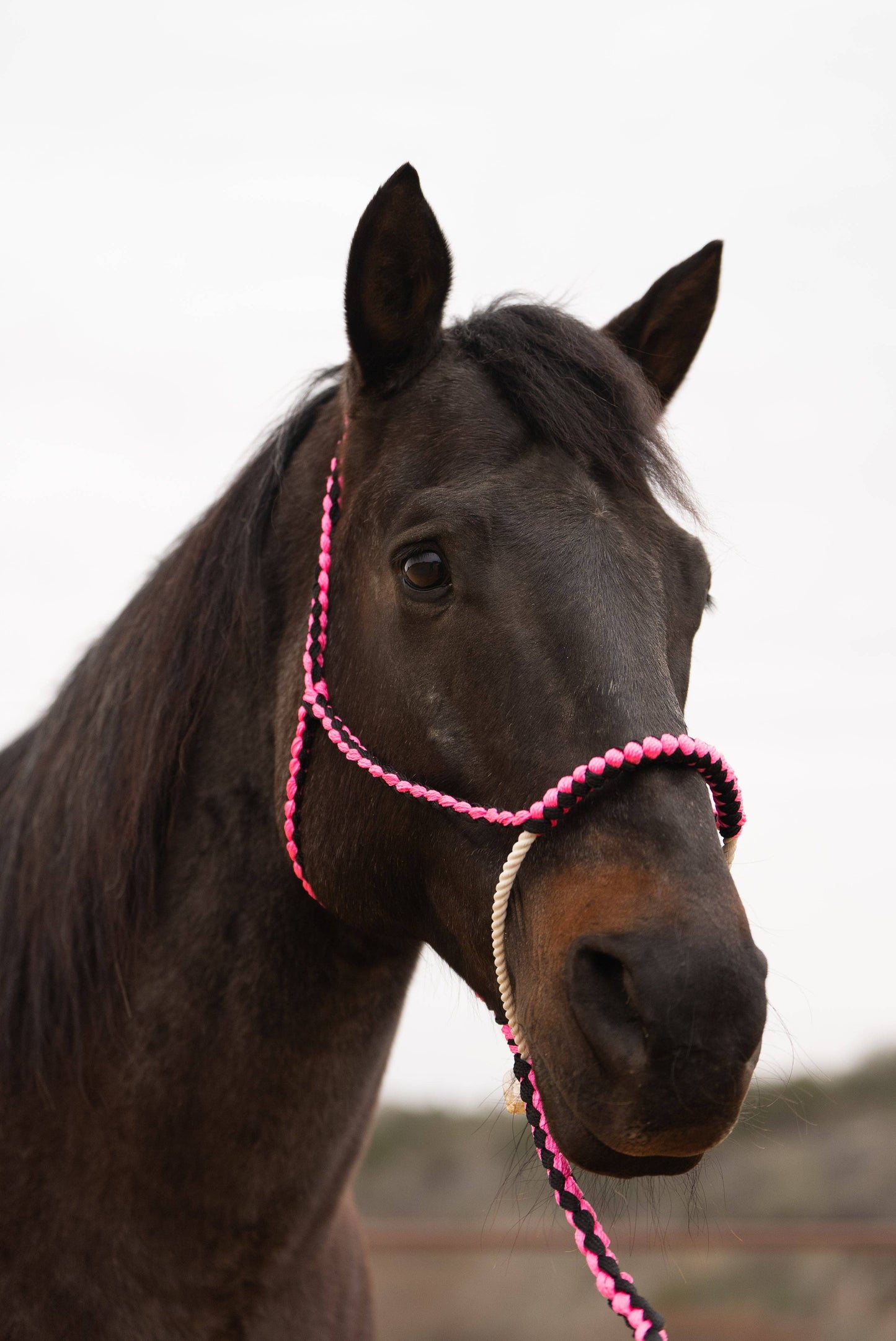 Pink and black mule tape lariat noseband with lead on horse