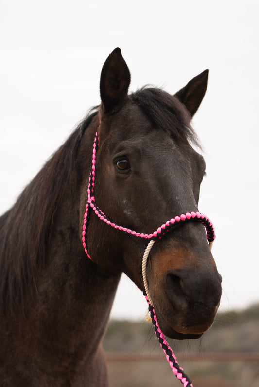 Pink and black mule tape lariat noseband with lead on horse
