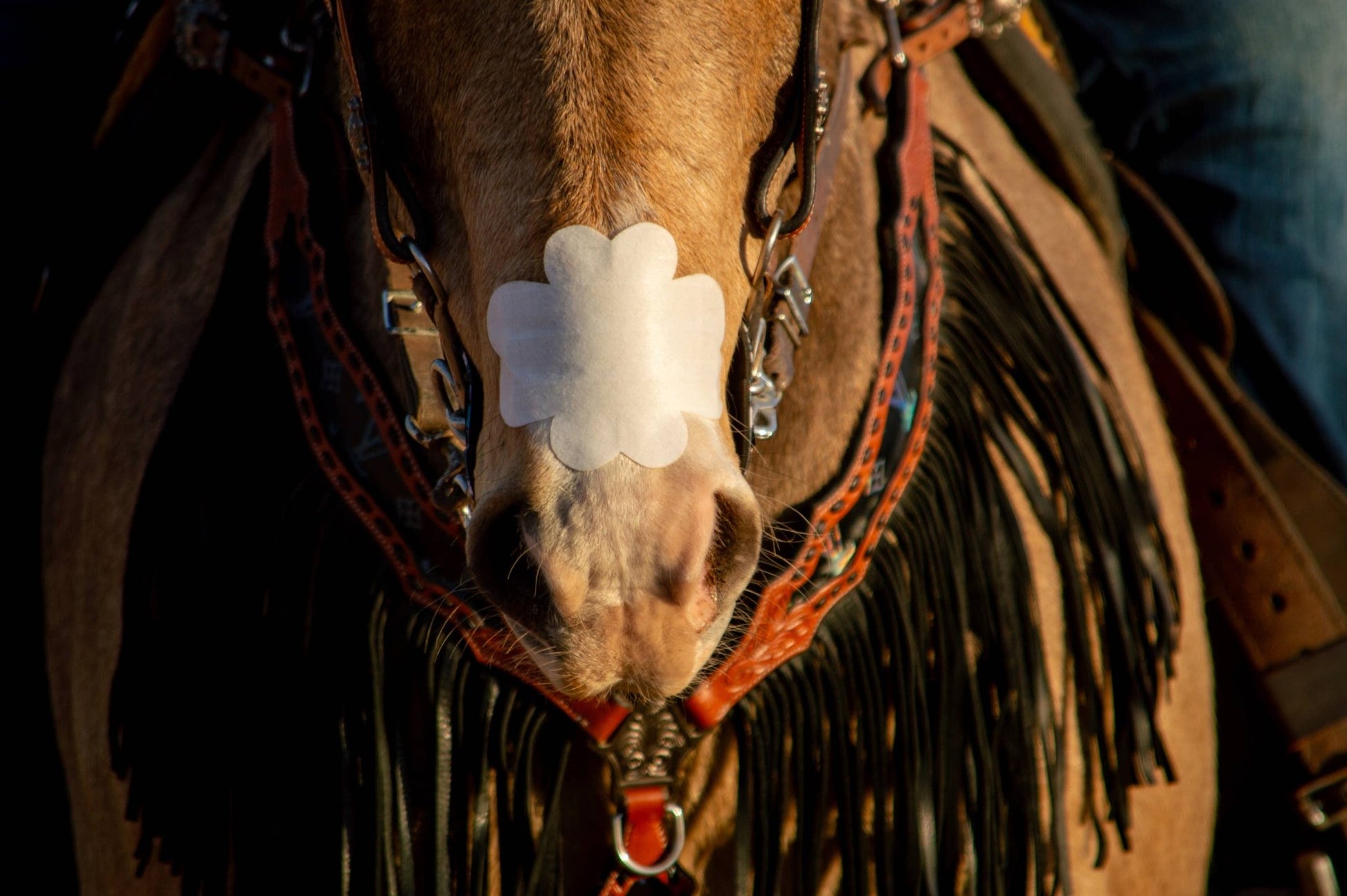 EquiBreathe™ Equine Nasal Patch - White by bar3H Equine – Custom Western Tack Australia